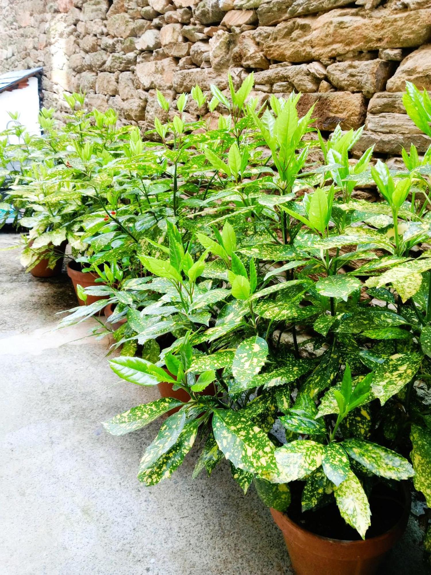 Albergue San Lazaro ساريا المظهر الخارجي الصورة